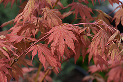 North Wind Japanese Maple (Acer 'IsINW') at Tree Top Nursery & Landscaping