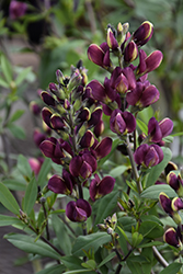 Burgundy Blast False Indigo (Baptisia 'Burgundy Blast') at Tree Top Nursery & Landscaping