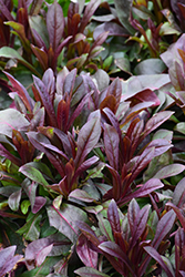 Dakota Burgundy Beard Tongue (Penstemon digitalis 'TNPENDB') at Tree Top Nursery & Landscaping