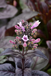 Dakota Burgundy Beard Tongue (Penstemon digitalis 'TNPENDB') at Tree Top Nursery & Landscaping