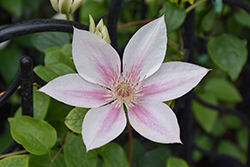 Corinne Clematis (Clematis 'Evipo063') at Tree Top Nursery & Landscaping