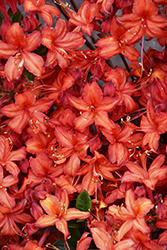 Electric Lights Red Azalea (Rhododendron 'UMNAZ 502') at Tree Top Nursery & Landscaping