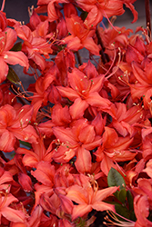 Electric Lights Red Azalea (Rhododendron 'UMNAZ 502') at Tree Top Nursery & Landscaping