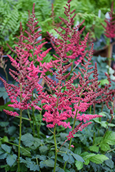 Hot Pearls Chinese Astilbe (Astilbe chinensis 'Hot Pearls') at Tree Top Nursery & Landscaping