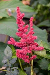 Hot Pearls Chinese Astilbe (Astilbe chinensis 'Hot Pearls') at Tree Top Nursery & Landscaping