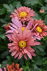 Coral Daisy Chrysanthemum (Chrysanthemum 'Coral Daisy') at Tree Top Nursery & Landscaping