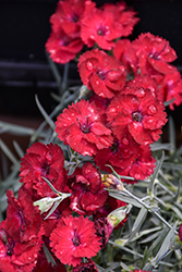 Mountain Frost Red Garnet Pinks (Dianthus 'Red Garnet') at Tree Top Nursery & Landscaping