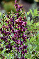 Burgundy Blast False Indigo (Baptisia 'Burgundy Blast') at Tree Top Nursery & Landscaping