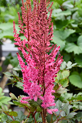 Mighty Chocolate Cherry Chinese Astilbe (Astilbe chinensis 'Mighty Chocolate Cherry') at Tree Top Nursery & Landscaping