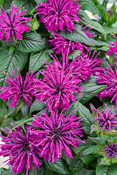 Rockin' Raspberry Beebalm (Monarda 'Rockin' Raspberry') at Tree Top Nursery & Landscaping