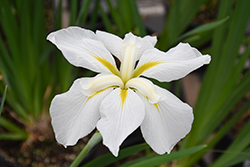 Gold Bound Japanese Iris (Iris ensata 'Gold Bound') at Tree Top Nursery & Landscaping