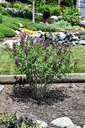 Burgundy Blast False Indigo (Baptisia 'Burgundy Blast') at Tree Top Nursery & Landscaping