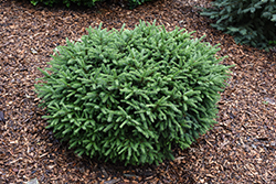 Pumila Norway Spruce (Picea abies 'Pumila') at Tree Top Nursery & Landscaping