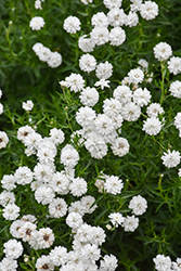 Peter Cottontail Yarrow (Achillea ptarmica 'Peter Cottontail') at Tree Top Nursery & Landscaping