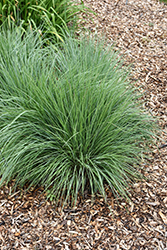 Jazz Little Bluestem (Schizachyrium scoparium 'Jazz') at Tree Top Nursery & Landscaping