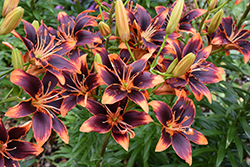 Forever Susan Lily (Lilium 'Forever Susan') at Tree Top Nursery & Landscaping