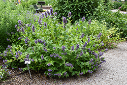 Prelude Blue Catmint (Nepeta subsessilis 'Balneplud') at Tree Top Nursery & Landscaping