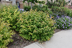 Bush Honeysuckle (Diervilla lonicera) at Tree Top Nursery & Landscaping