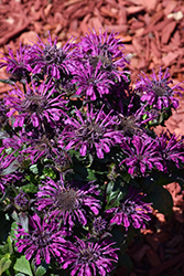 Rockin' Raspberry Beebalm (Monarda 'Rockin' Raspberry') at Tree Top Nursery & Landscaping