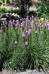 Kobold Blazing Star (Liatris spicata 'Kobold') at Tree Top Nursery & Landscaping