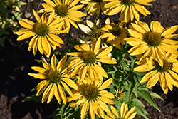 Prima Amarillo Coneflower (Echinacea 'Prima Amarillo') at Tree Top Nursery & Landscaping