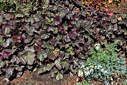 Northern Exposure Silver Coral Bells (Heuchera 'TNHEUNES') at Tree Top Nursery & Landscaping