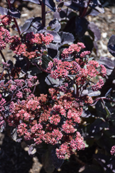 Thunderhead Stonecrop (Sedum 'Thunderhead') at Tree Top Nursery & Landscaping