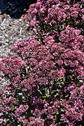 Double Martini Stonecrop (Sedum 'TNSEDDM') at Tree Top Nursery & Landscaping