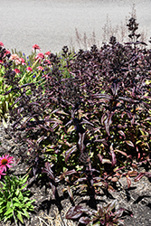 Dakota Burgundy Beard Tongue (Penstemon digitalis 'TNPENDB') at Tree Top Nursery & Landscaping