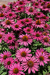 Kismet Raspberry Coneflower (Echinacea 'TNECHKR') at Tree Top Nursery & Landscaping