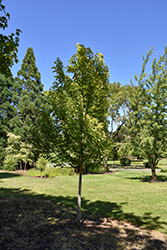 Symatree Maple (Acer saccharinum 'JFS H1') at Tree Top Nursery & Landscaping