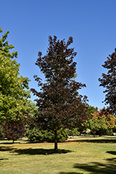 Crimson Sunset Maple (Acer 'JFS-KW202') at Tree Top Nursery & Landscaping