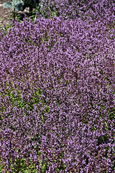 Lemon Thyme (Thymus x citriodorus) at Tree Top Nursery & Landscaping