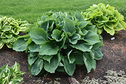 Blue Angel Hosta (Hosta 'Blue Angel') at Tree Top Nursery & Landscaping