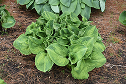 Brother Stefan Hosta (Hosta 'Brother Stefan') at Tree Top Nursery & Landscaping