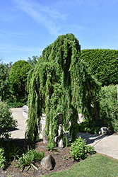 Weeping European Larch (Larix decidua 'Pendula') at Tree Top Nursery & Landscaping
