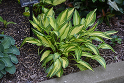Cherry Berry Hosta (Hosta 'Cherry Berry') at Tree Top Nursery & Landscaping