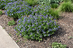 Blue Ice Star Flower (Amsonia tabernaemontana 'Blue Ice') at Tree Top Nursery & Landscaping