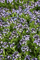 Blue Ice Star Flower (Amsonia tabernaemontana 'Blue Ice') at Tree Top Nursery & Landscaping
