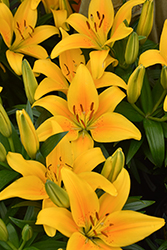 Lily Looks Tiny Bee Lily (Lilium 'Tiny Bee') at Tree Top Nursery & Landscaping