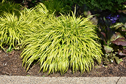 All Gold Hakone Grass (Hakonechloa macra 'All Gold') at Tree Top Nursery & Landscaping