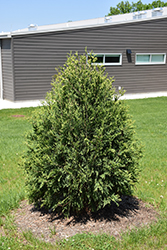 Technito Arborvitae (Thuja occidentalis 'Bailjohn') at Tree Top Nursery & Landscaping