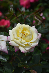 Music Box Rose (Rosa 'BAIbox') at Tree Top Nursery & Landscaping
