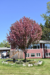Courageous Flowering Crab (Malus 'DurLawrence') at Tree Top Nursery & Landscaping