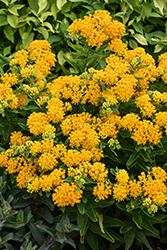 Hello Yellow Milkweed (Asclepias tuberosa 'Hello Yellow') at Tree Top Nursery & Landscaping