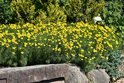 Zagreb Tickseed (Coreopsis verticillata 'Zagreb') at Tree Top Nursery & Landscaping