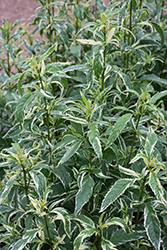 Pink Frost Joe Pye Weed (Eupatorium fortunei 'Pink Frost') at Tree Top Nursery & Landscaping
