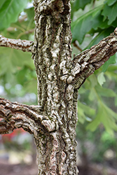 Cobblestone Bur Oak (Quercus macrocarpa 'JFS-KW14') at Tree Top Nursery & Landscaping