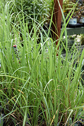 Switch Grass (Panicum virgatum) at Tree Top Nursery & Landscaping