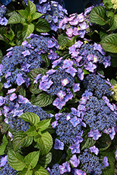 Pop Star Hydrangea (Hydrangea macrophylla 'BAILMACSIX') at Tree Top Nursery & Landscaping